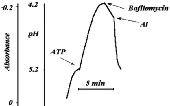 Fig. 4. Baﬁlomycin induces inhibition of the lysosomal pump. Both the medium used and the conditions were the same as those in Fig