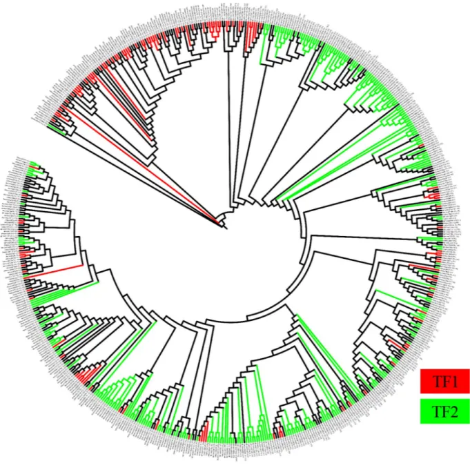 Figure 2.  Phylogenetic relationships of the OTUs found in the two brines. Red branches are indicative of fungal 