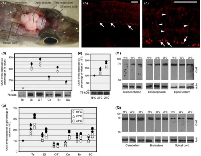 Fig. 5: ChAT expression in the brain and spinal cord of fish acclimated to different temperatures
