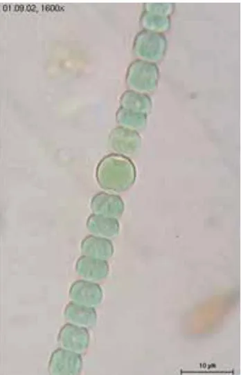 Figure 3. Red alga Polysiphonia spp.