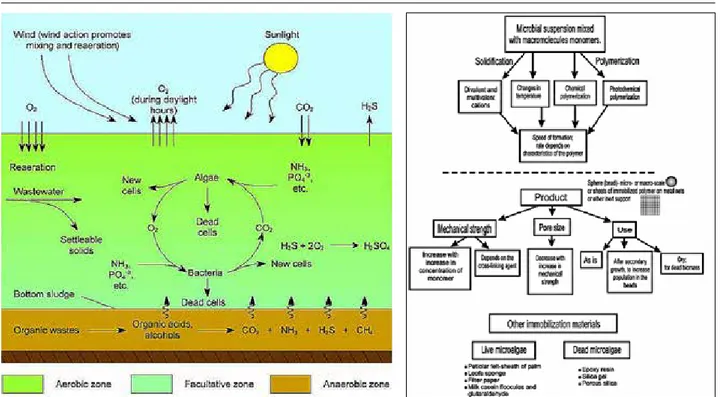 Figure 3. Flow chart for procedures for immobilization of  microalgae in polymers.