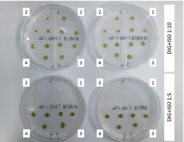 Figure 1. S. obliquus (1 and 2) and C. vulgaris (3 and 4) growth on Petri plate in DIG+ISO 1:5 and 1:10  test conditions