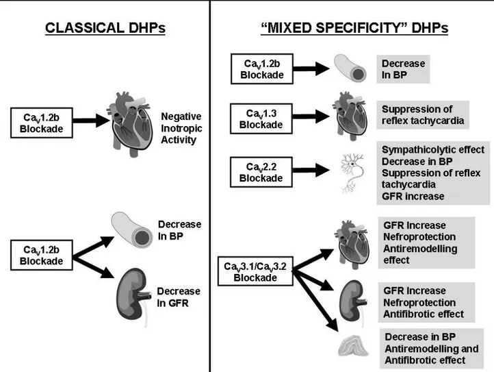 Fig. 1 Differences in the spectrum of targets and pharmacological effects between Ca V 1.2 specific (classical) DHPs and less 