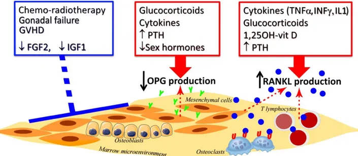 Fig. 4. Critical factors involved in bone remodeling after hemopoietic stem cell transplantation