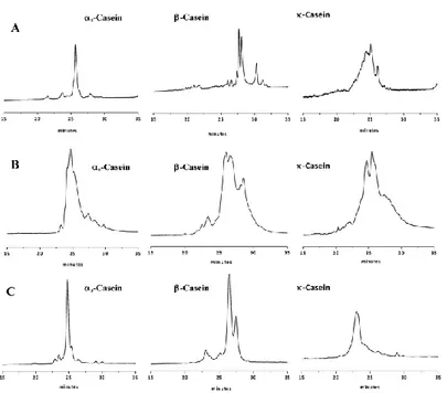 Figure  3.2.  Chromatograms  of  casein  standards  on  (A)  a  27-cm  long  Protein-Cap-RP-