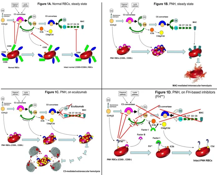 Figure 1. Complement cascade modulation on normal and PNH red blood cells (RBCs), with or without complement inhibitors