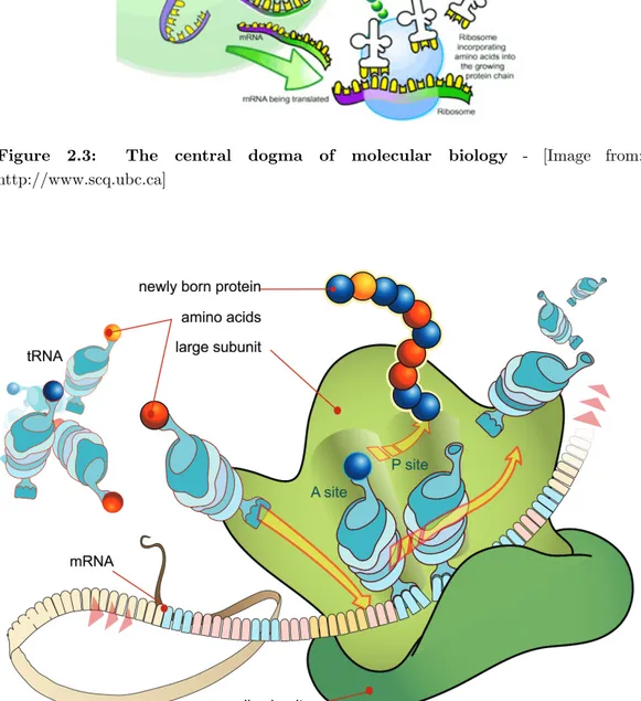 Figure 2.3: The central dogma of molecular biology - [Image from: http://www.scq.ubc.ca]