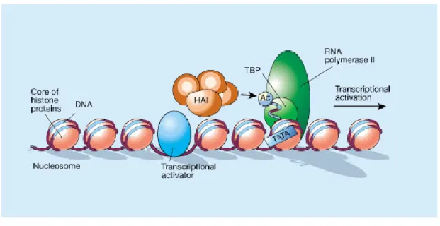 Figure 2.5: A view of gene regulation - [Image from: http://www.nature.com]
