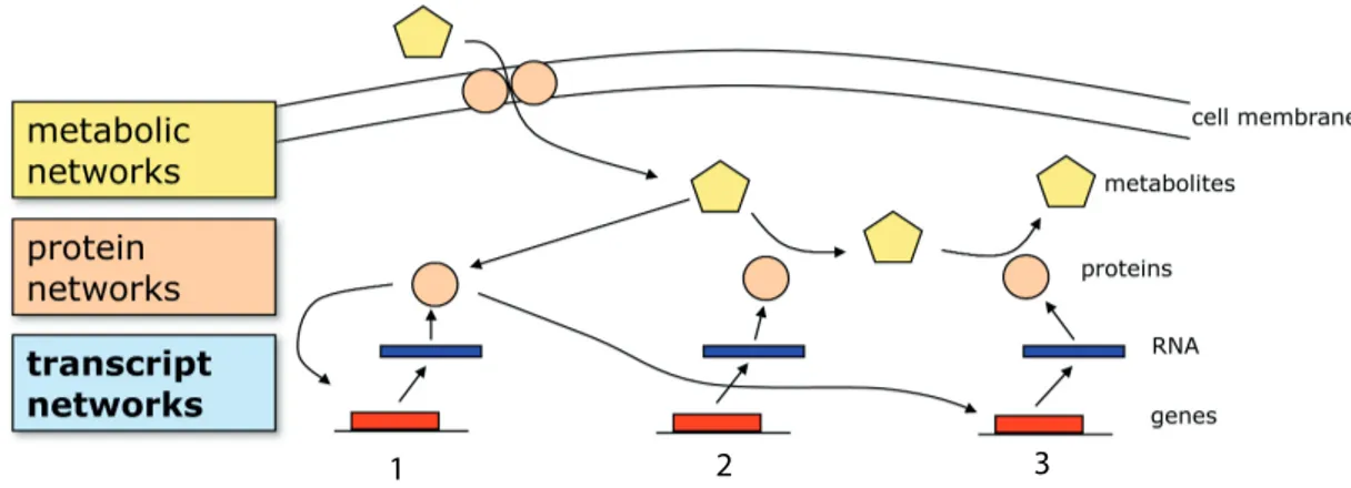 Figure 3.1: Biological network layers - Depending on the involved cellular entities, regulatory networks are organized in different layers of specificity