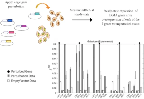 Figure 3.5: Perturbing IRMA - In vivo expression levels (by real-time PCR) of IRMA genes after over-expression of each gene (perturbed gene, indicated by the black dots on the bars) from the constitutive GPD promoter (gray bars) and after transformation of