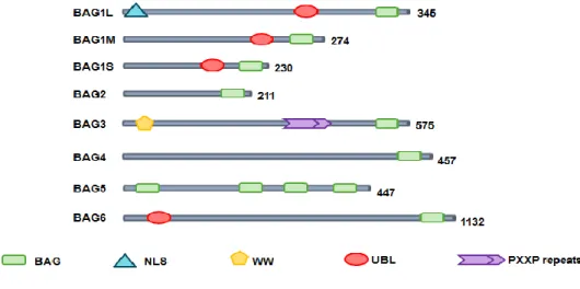 Figure  6  – Human BAG family proteins. All six reported BAG proteins contain a BAG domain at their C- C-terminus