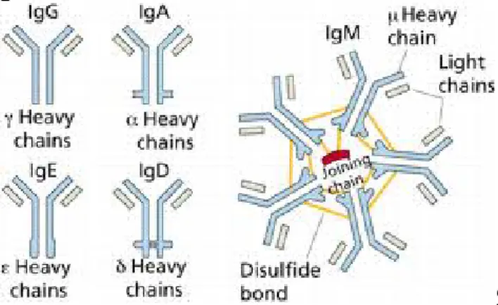 Figure 1: schematic representation of the different classes  of Ig. 