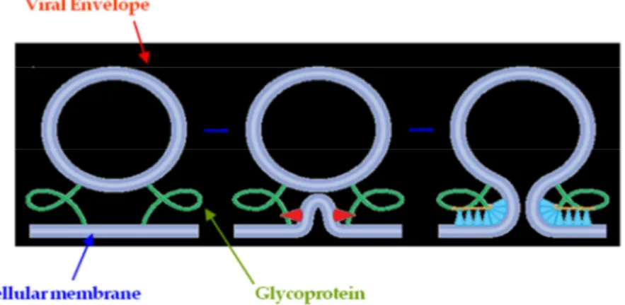 Figure 15 Fusion between viral envelope and cell membrane. 