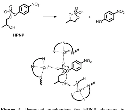 Figure  4.  Proposed  mechanism  for  HPNP  cleavage  by 