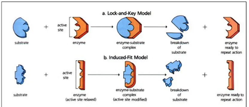 Figure 1.2 Difference between: a) lock-and-key model, and b) induced-fit 