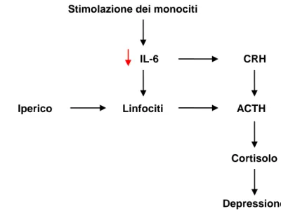 Figura  2  -  Ipotetico  meccanismo  d’azione  dell’iperico  come  modulatore  dell’espressione  delle  citochine 