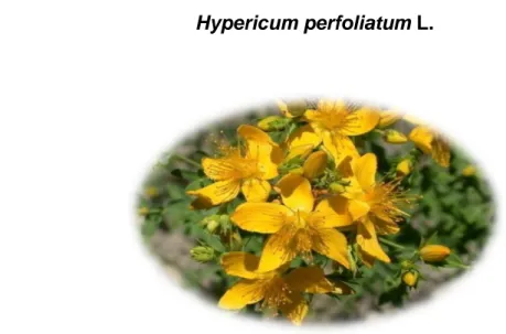 Figura 7 - Hypericum perfoliatum  L.  
