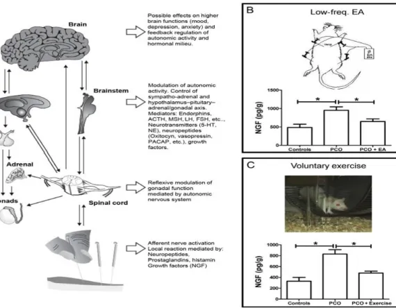 Fig. 5 Neurophysiological effects of acupuncture (A), EA (B) and  physical activity (C)  in rats affected by estradiol-induced polycystic  ovaries                  