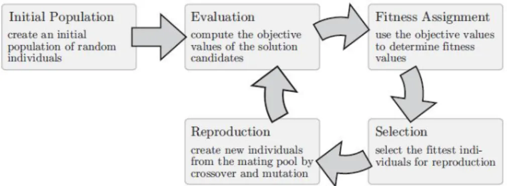 Figure 1.4: The basic cycle of evolutionary algorithms