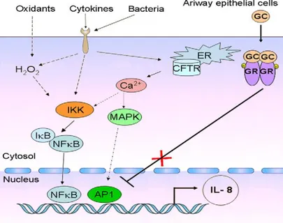 Fig.  2.  CF  airway  epithelial  cell  responses  to  environmental  agents.  Signalling  cascades  are 