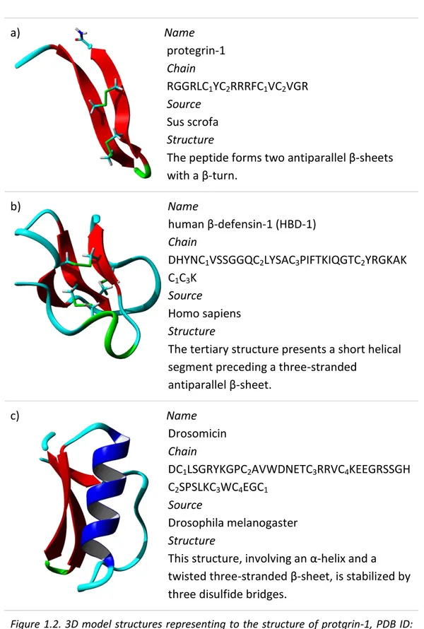 Figure 1.2. 3D model structures representing to the structure of protgrin-1, PDB ID:  1PG1 (a); HBD-1, PDB ID: 1KJ5 (b) and Drosomicin, PDB 1MYN (c)