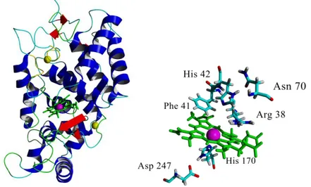 Figure  4.2.  a)  3D  representation  of  the  X-ray  crystal  structure  of  horseradish  peroxidase isoenzyme C (pdb code 1H5A)