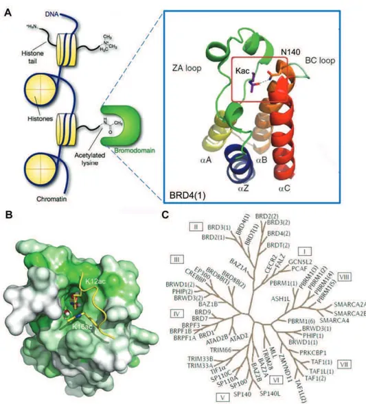 Figure 1.3 Structure and classification of the bromodomain family.(A) The atypical left-