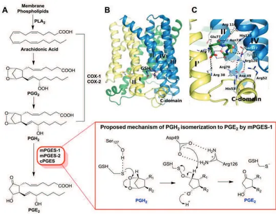 Figure 1.5 Biosynthetic pathway of PGE 2  and structure of mPGES-1. (A) PGE 2