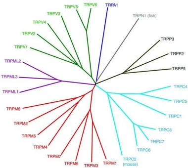 Figure 1. TRP subfamilies. (Adapted from Nilius et al.,  2011). 
