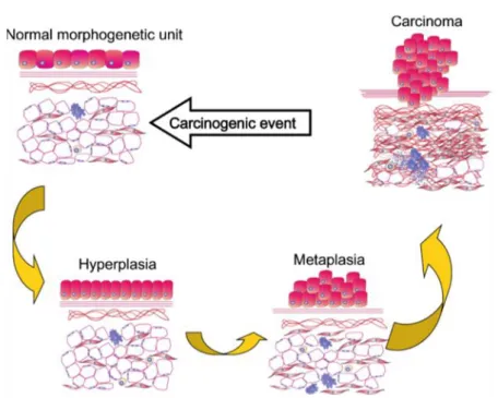 Figure 2. Carcinogenesis according to the TOFT. A single or multiple carcinogenic 