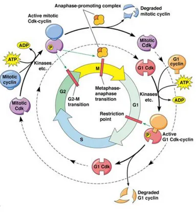 Figure 4. The cell cycle 