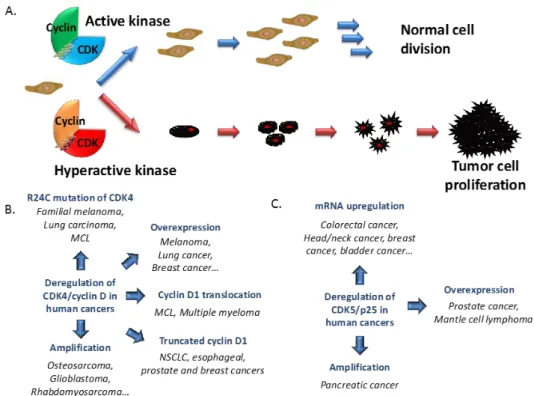 Figure  5.  CDK/Cyclins  and  Cancer.  (A)  Schematic  representation  of  normal  cell 