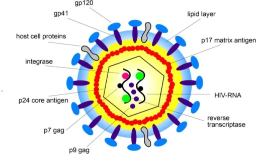 Figure 1.2 HIV virus structure.   