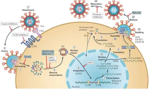 Figure 1.3  Schematic overview of the HIV-1 replication cycle. 