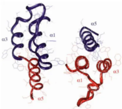 Figure 2.7  Structure of the catalytic domain dimerization of HIV-1 IN. The two  monomers are shown in red and blue