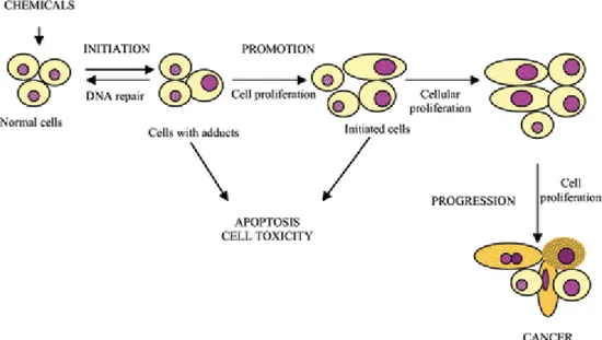 Figure  2.  Carcinogenesis  is  initiated  with  the  transformation  of  the  normal 