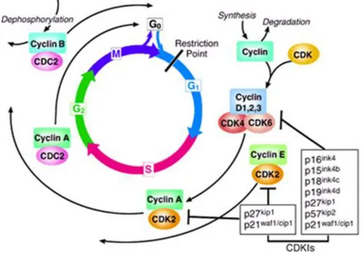 Figure 3. The cell cycle. The cell cycle is divided into four phases (G1, S, G2, 