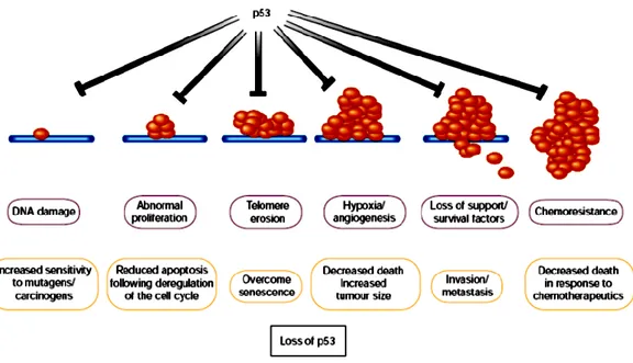 Figure 5. Many stress signals encountered during tumor progression activate 