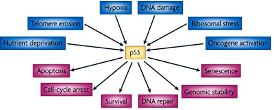 Figure  6.  Activation  and  functions  of  p53.  p53  has  a  key  role  in  integrating 