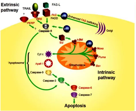 Figure  8.  A  model  for  p53-mediated  apoptosis.  This  model  depicts  the 