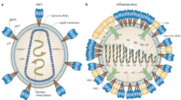 Figure 1.6:  Examples of two  enveloped viruses.  (a) HIV has an icosahedral capsid 