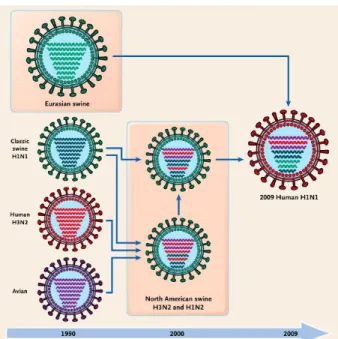 Figure 1.8:  History of Reassortment Events in the Evolution of the 2009 Influenza A 