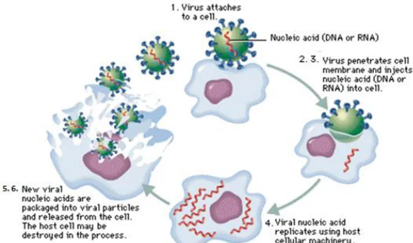Figure 1.9:  Life cycle of viruses. 