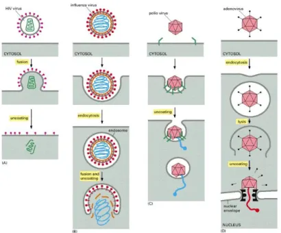 Figure 1.11:  Uncoating strategies. 