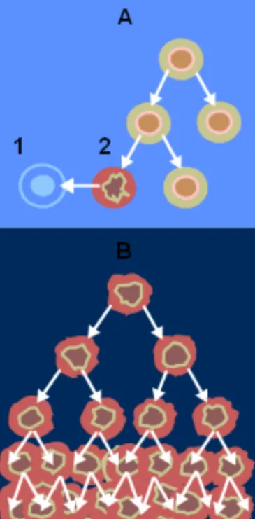 Figura  1.4-a)  funzionamento  normale:  le  cellule 