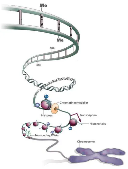 Figura 1.6- Illustrazione del meccanismo di controllo epigenetico a livello istonico. 