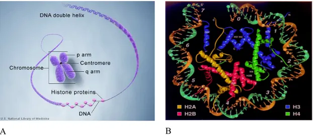 Figura 1.7-a) Rappresentazione del compattamento del DNA nella cromatina. b) Nucleosoma: avvolgimenti di DNA 
