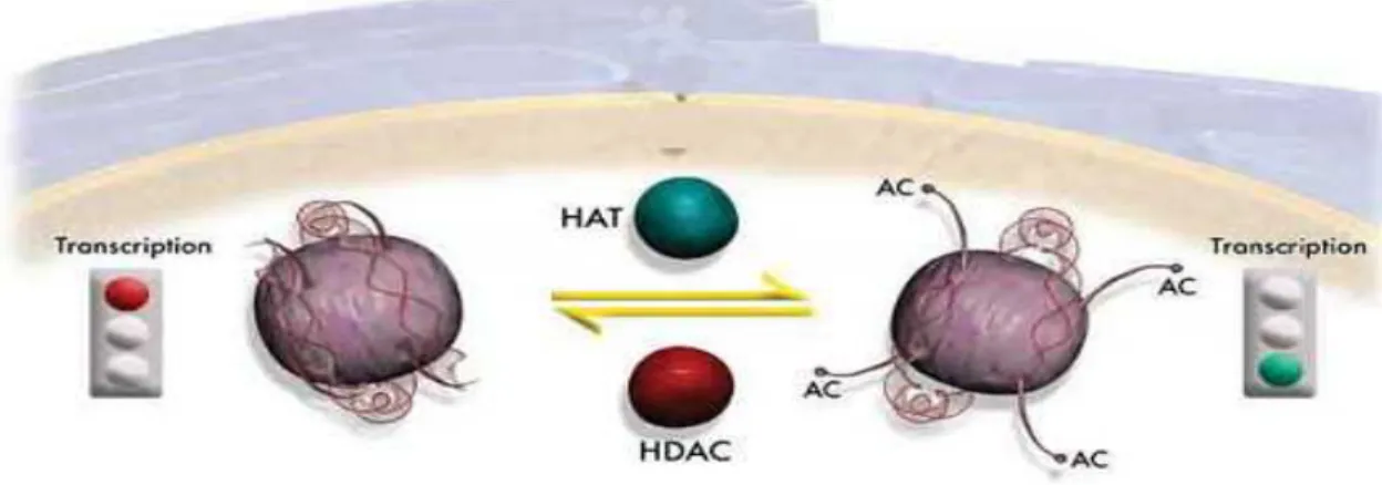 Figura 1.8- Meccanismo di attivazione dei processi di trascrizione ad opera degli HATs e degli HDACs