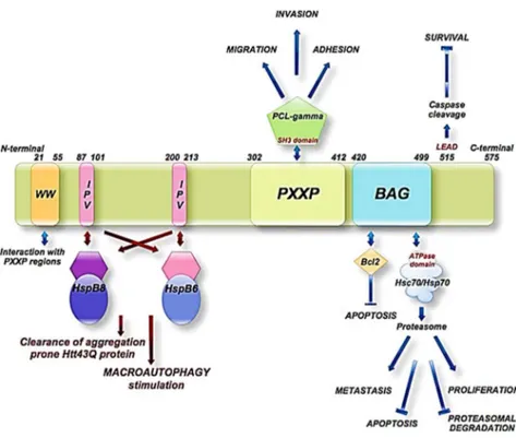 Figure 2.4 Schematic representation of the BAG3 protein domains   and their interactions 