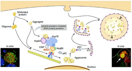 Figure 2.5 Putative mechanism of Aggresome formation and induction of   BAG3-mediated selective macro-autophagy 